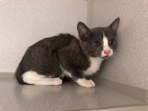 MARIA - Domestic Short Hair available for adoption