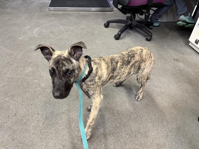 BLOSSOM - Dutch Shepherd available for adoption