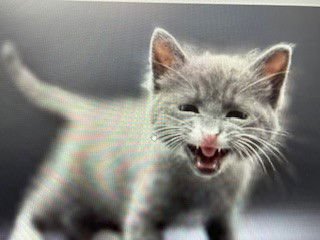 MR PICKLES - Domestic Short Hair available for adoption