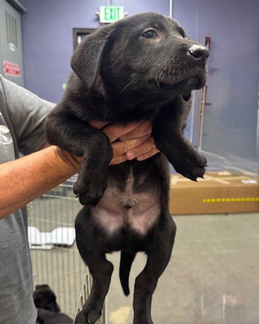 TITO JACKSON - Labrador Retriever available for adoption