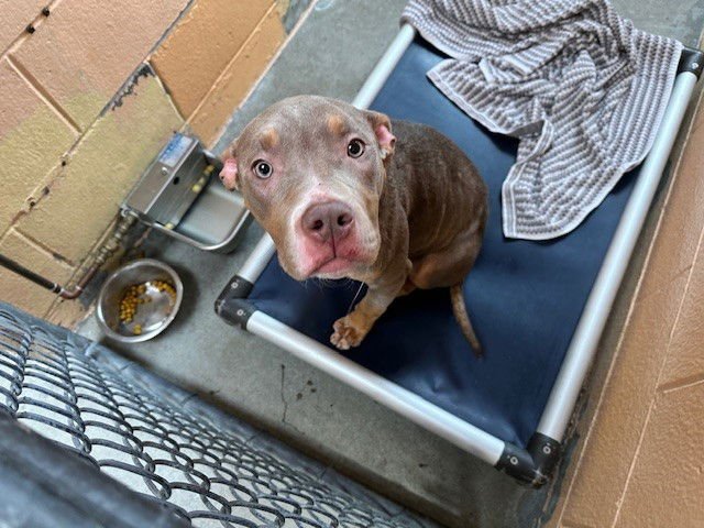 KIRBY - Pit Bull Terrier available for adoption