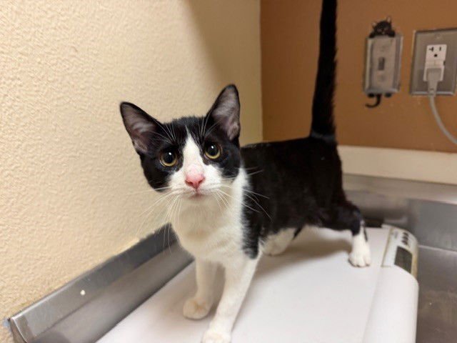 BANDIT - Domestic Short Hair available for adoption