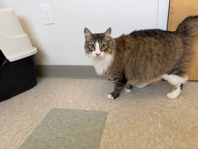 MILO - Domestic Long Hair available for adoption