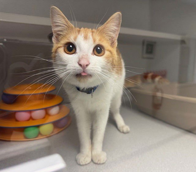 BENNETT - Domestic Short Hair available for adoption