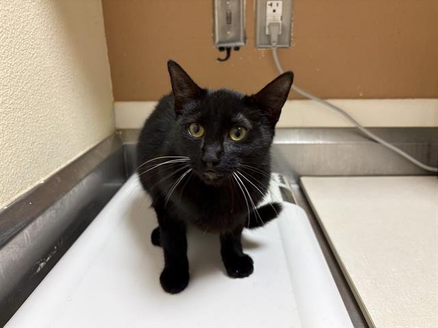 PACHOULY - Domestic Short Hair available for adoption