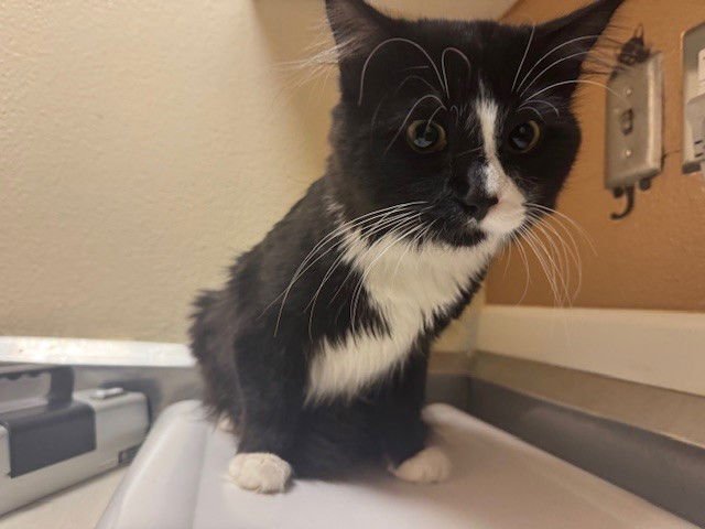 MILO - Domestic Short Hair available for adoption