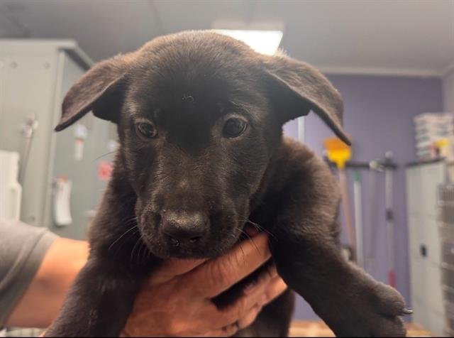 JANET JACKSON - Labrador Retriever available for adoption