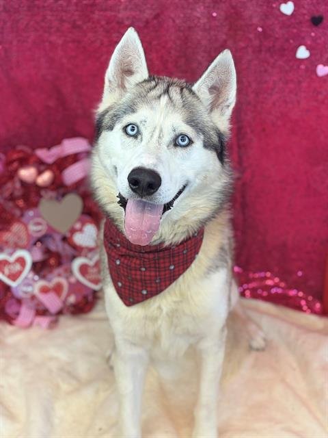 TURNIP - Siberian Husky / Alaskan Malamute available for adoption