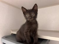 BAGHEERA JR - Photo 1