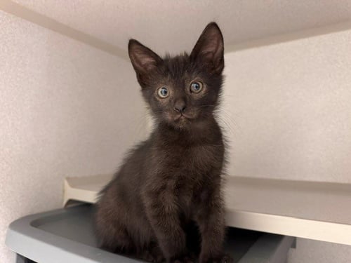 BAGHEERA JR - Domestic Short Hair available for adoption