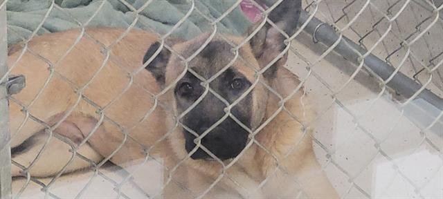 RASCAL - German Shepherd Dog available for adoption