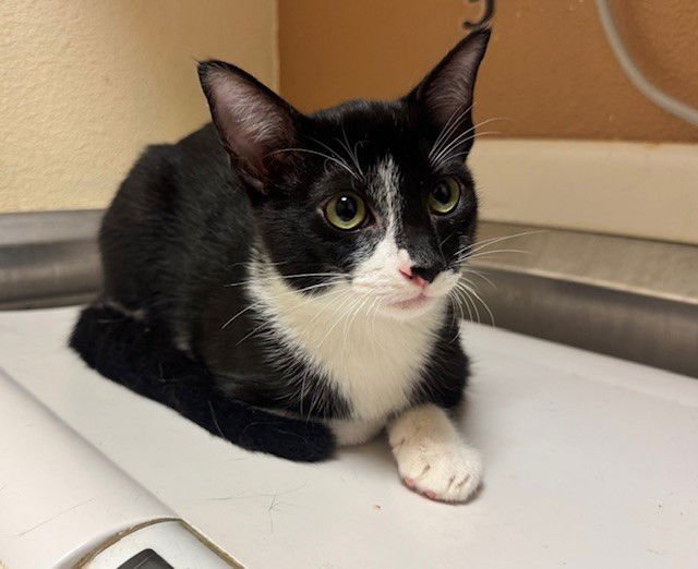 LUTHER - Domestic Short Hair available for adoption