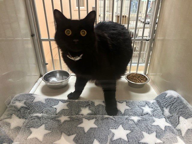 STELLALUNA - Domestic Long Hair available for adoption