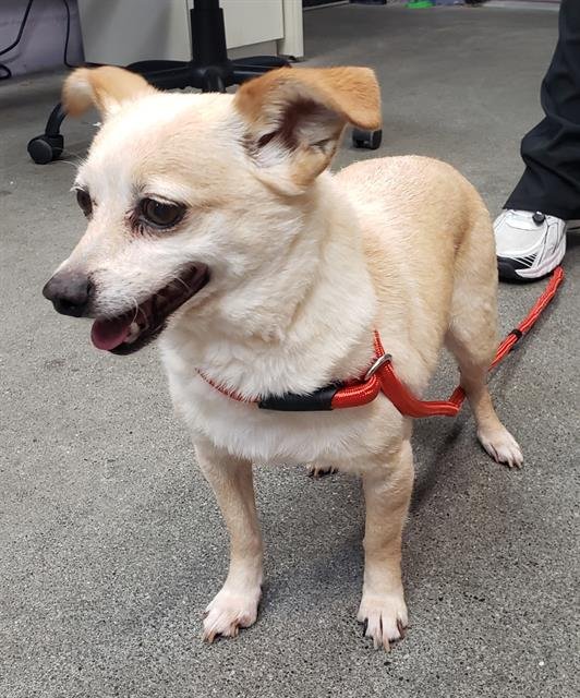 SOLOBINO - Chihuahua available for adoption