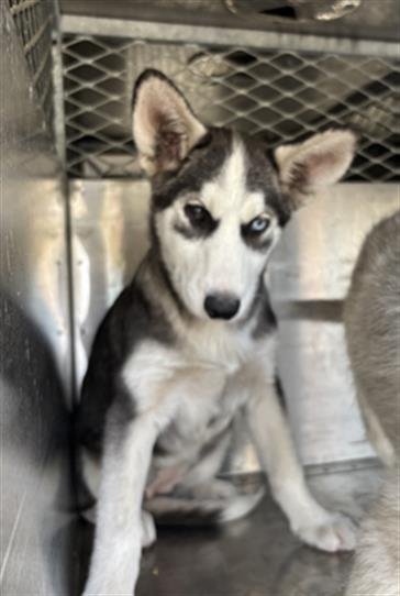 BUBBLES - Siberian Husky available for adoption