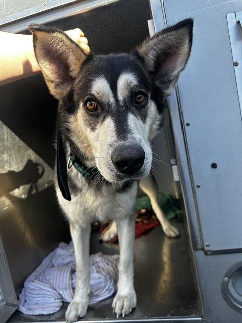 MONTANA - Siberian Husky available for adoption