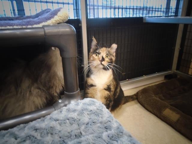 MAC - Domestic Short Hair available for adoption