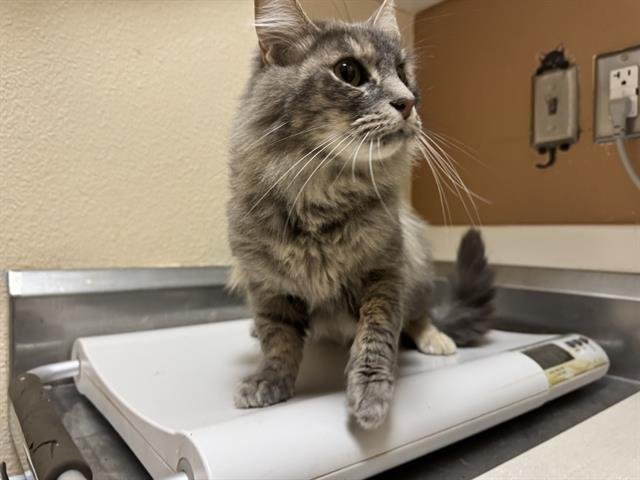 SOPHY - Domestic Short Hair available for adoption