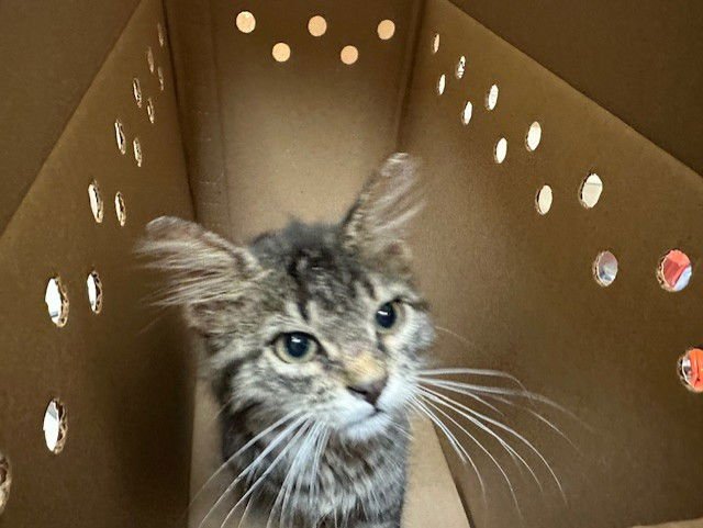 GILL - Domestic Medium Hair available for adoption