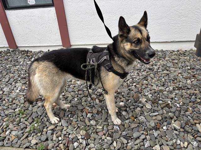 DUTCHESS - German Shepherd Dog / Husky available for adoption