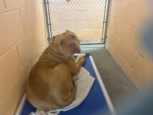 CINDY - American Bulldog available for adoption