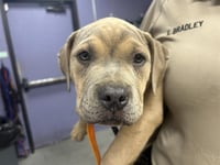 TYSON - Photo 1