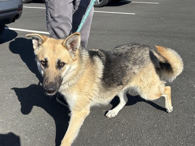 CHARM - German Shepherd Dog available for adoption