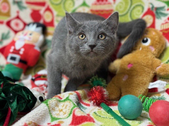 BARRY - Domestic Short Hair available for adoption