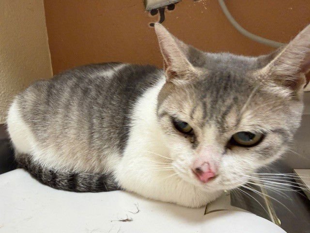 POLLY - Domestic Short Hair available for adoption