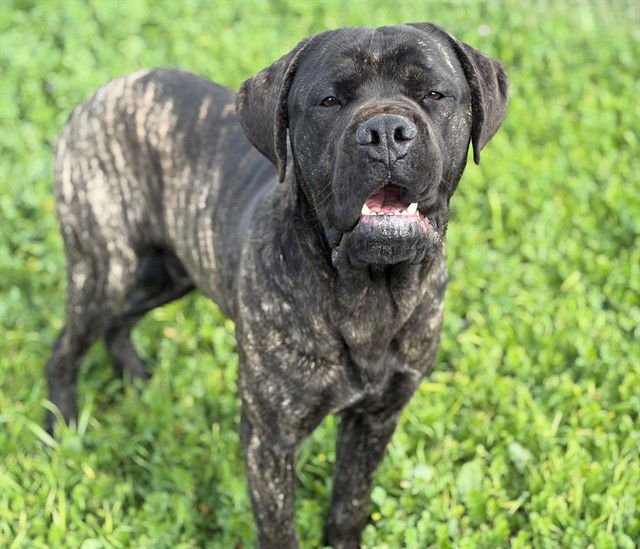 CORKY - Cane Corso Mastiff available for adoption