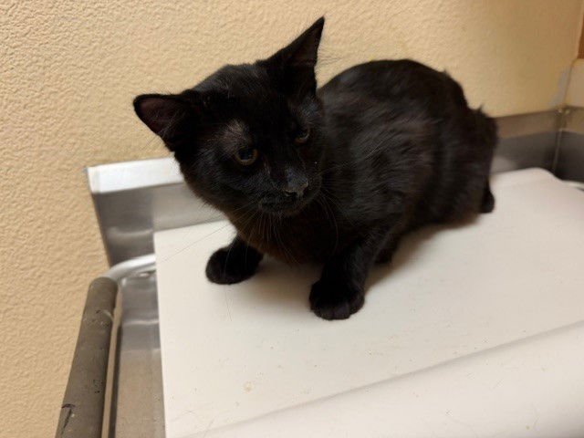 SHAMROCK - Domestic Long Hair available for adoption