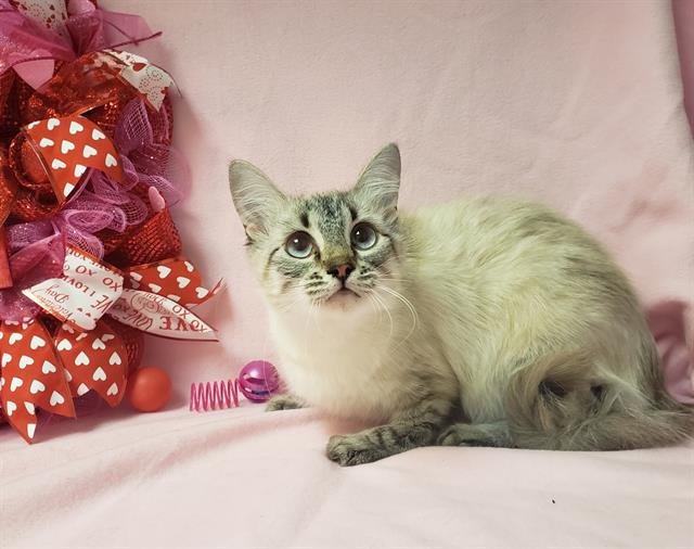 BRIANNA - Siamese available for adoption