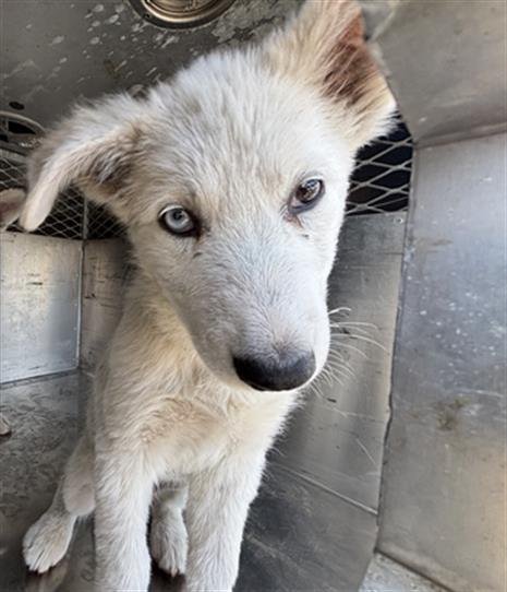 BLOSSOM - Siberian Husky available for adoption
