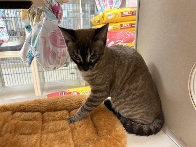 CHICK - Bengal / Siamese available for adoption