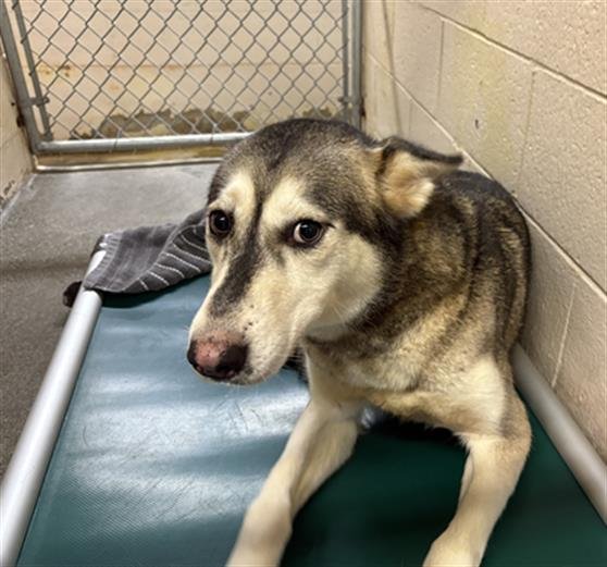 MARCY - Siberian Husky available for adoption