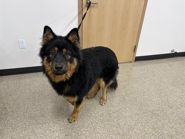 GUNNER - German Shepherd Dog available for adoption