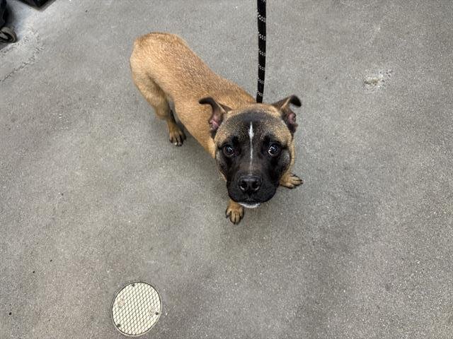 PORK CHOP - Terrier available for adoption