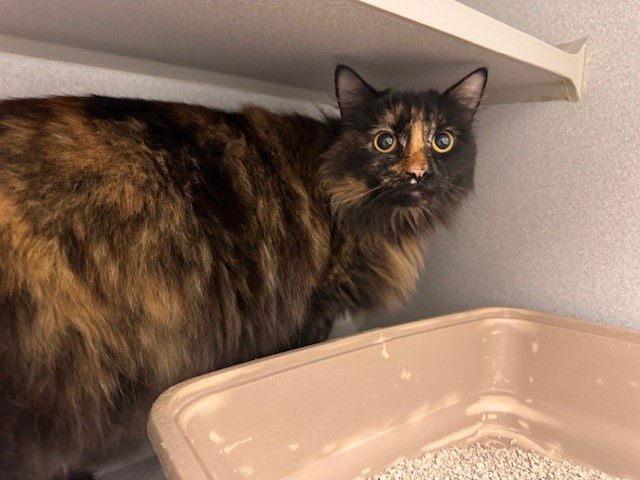 BETTY SPAGHETTI - Domestic Medium Hair available for adoption