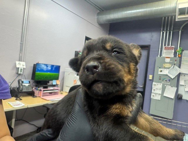 STEVE - German Shepherd Dog available for adoption