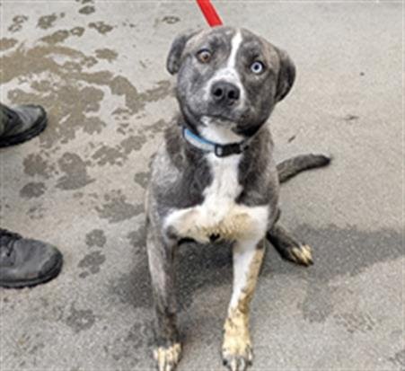 HEIDI - Pit Bull Terrier / Siberian Husky available for adoption