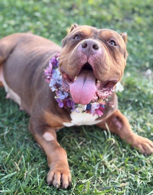 BETTY - American Bulldog available for adoption