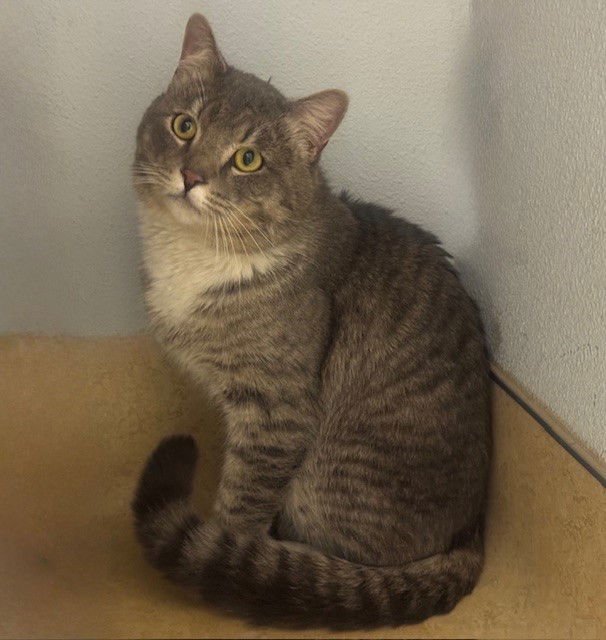 BOB ROSS - Domestic Short Hair available for adoption