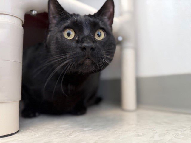 BLUE - Domestic Short Hair available for adoption