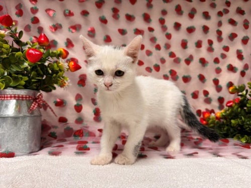 SEREFINA - Domestic Short Hair available for adoption