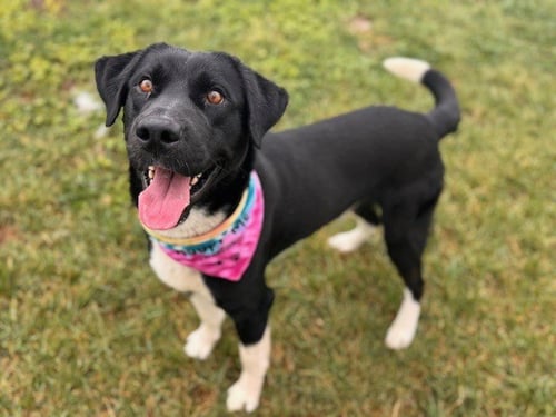 SKUNK - Labrador Retriever / Border Collie available for adoption