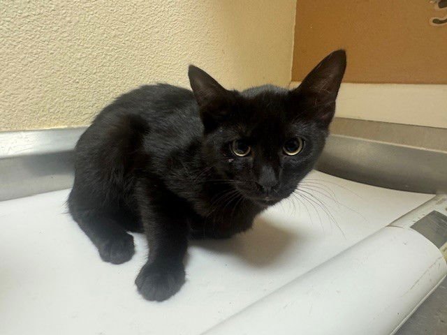 DOMINO - Domestic Short Hair available for adoption