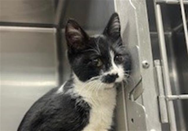 LOTTIE - Domestic Short Hair available for adoption