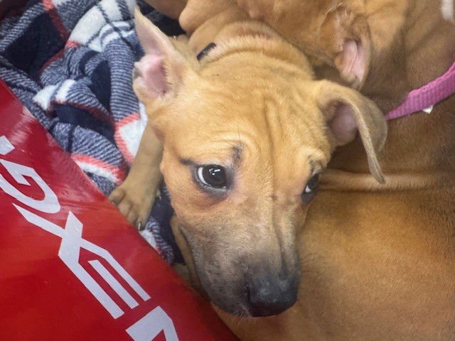 MARIANNE - Pit Bull Terrier available for adoption