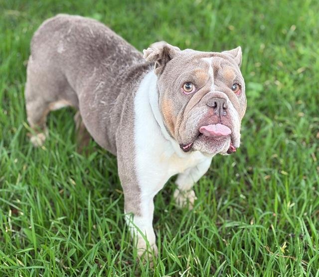 MARIBELLE - English Bulldog available for adoption