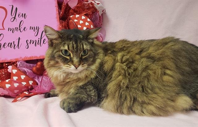 DEBRA - Domestic Long Hair available for adoption